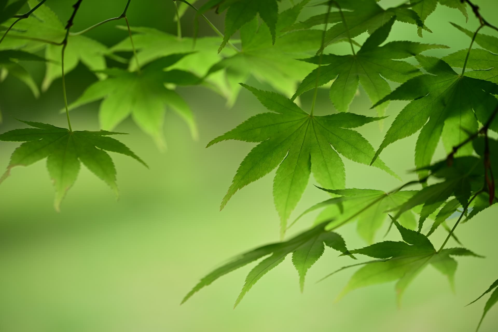 緑色のもみじ