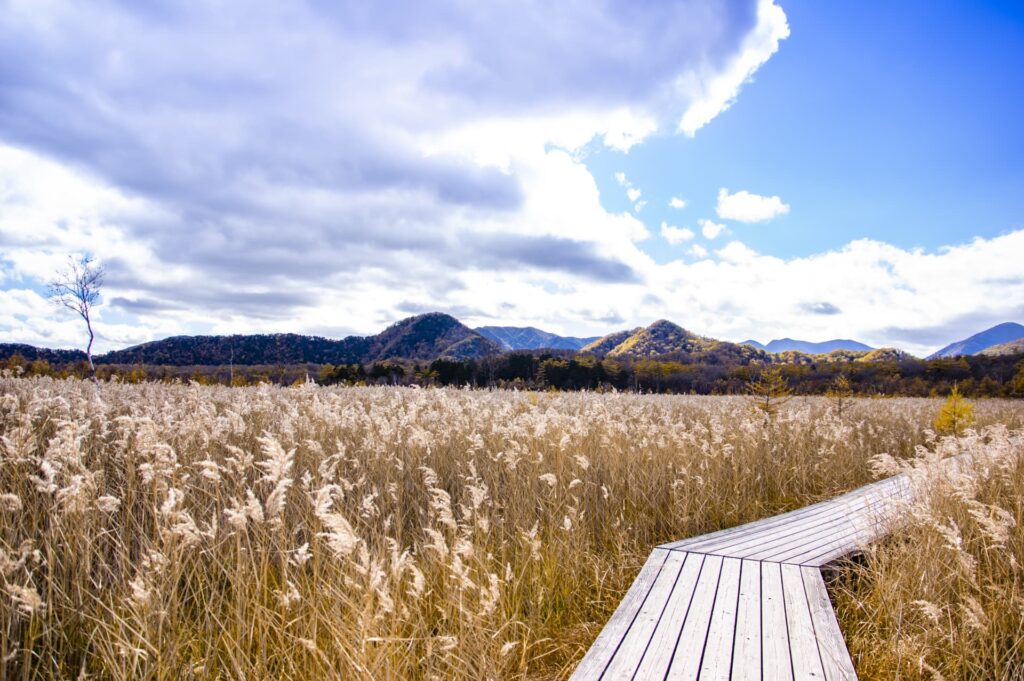 ススキが広がる戦場ヶ原の遊歩道